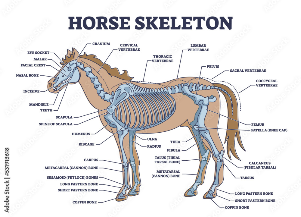 Horse skeleton with animal skeletal system and bone anatomy outline diagram. Labeled educational scheme with biological detailed explanation vector illustration. Stallion zoology with internal parts. - obrazy, fototapety, plakaty 