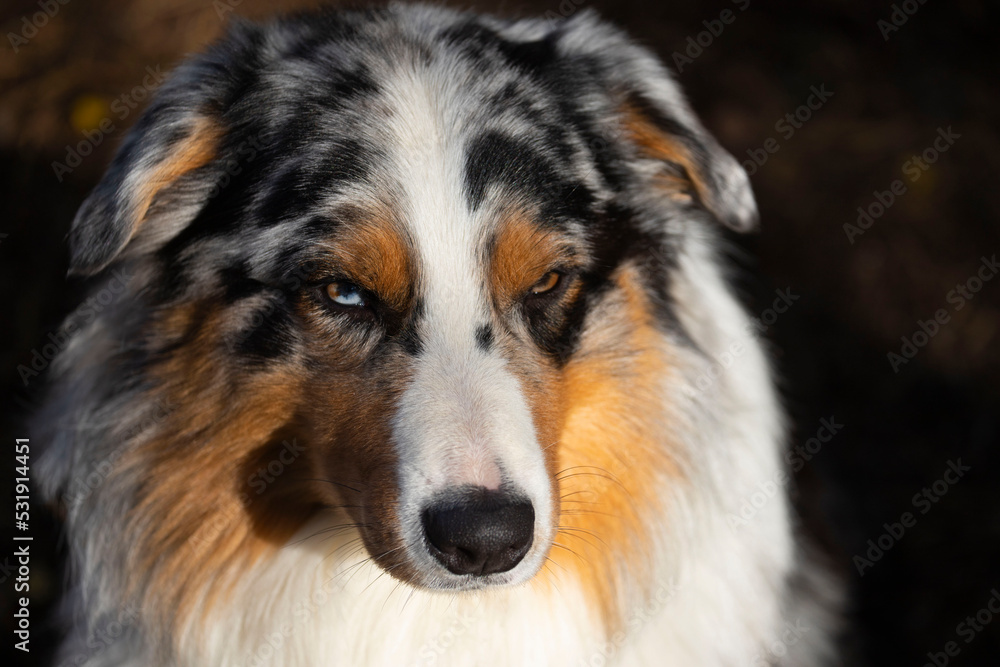 Portrait of an Australian Shepherd with different eyes. Beautiful dog close-up.