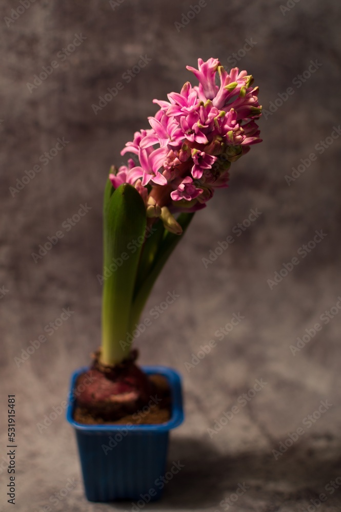 Small bright pink flower of hyacinth primrose in spring