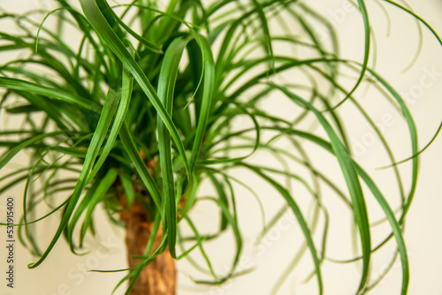The Beaucarnea Recurvata plant, also known as Ponytail Palm, or Nolina