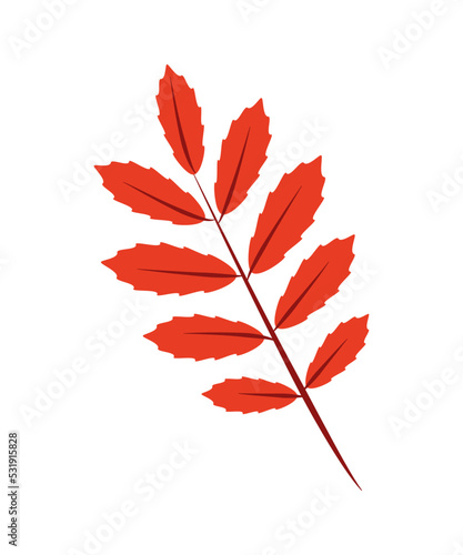 Rowan leaf and branch doodle vector illustration  isolate on white.