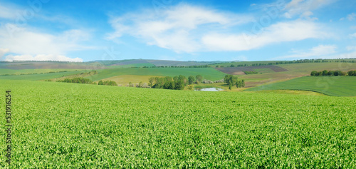 Field with flowering peas and blue sky. Wide photo.