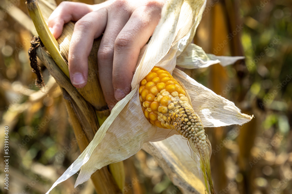 corn cobs withered due to drought