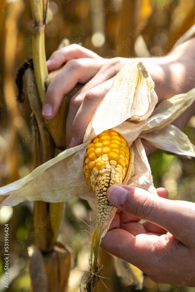 corn cobs withered due to drought