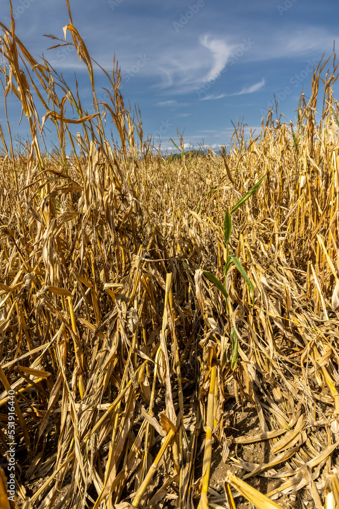 corn cobs withered due to drought