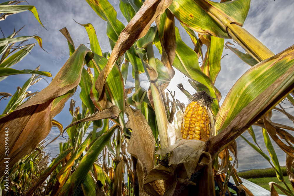 corn cobs withered due to drought