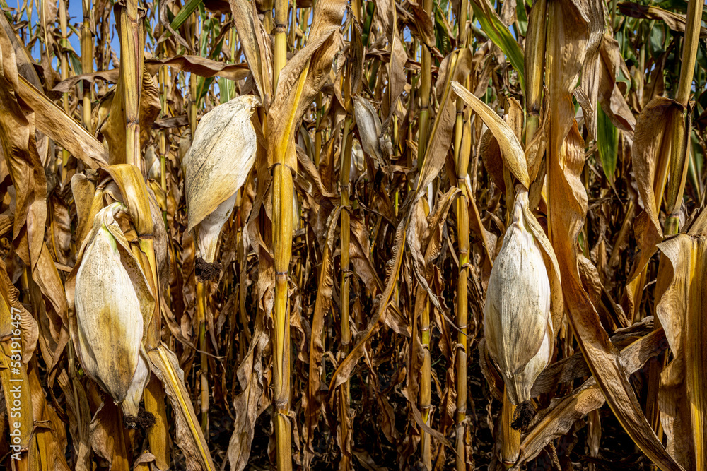 corn cobs withered due to drought