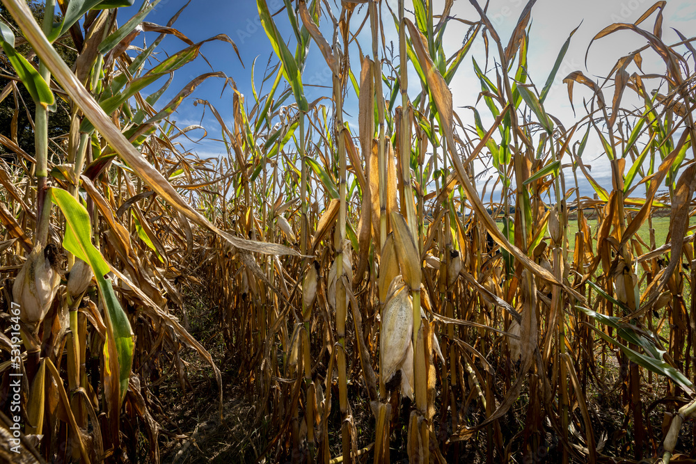 corn cobs withered due to drought