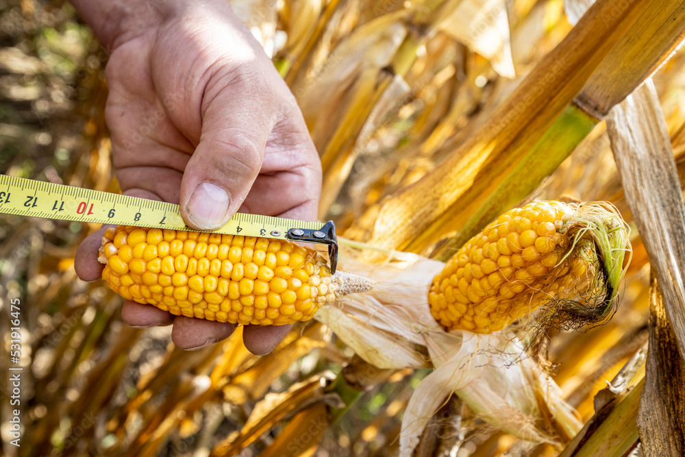 corn cobs withered due to drought