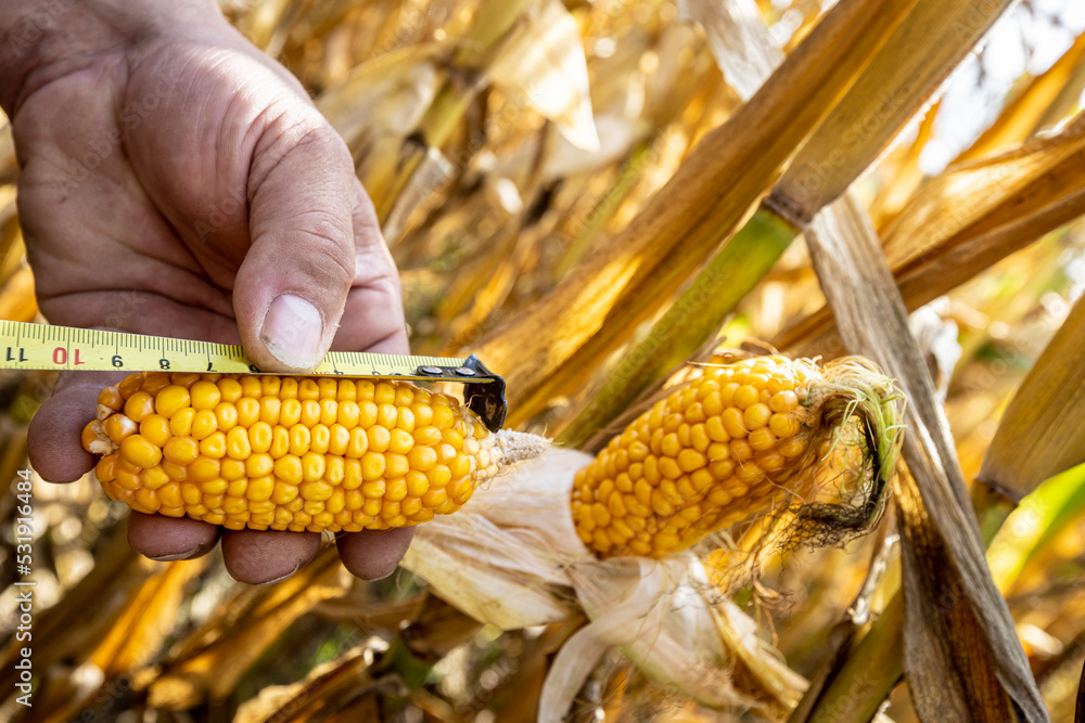 corn cobs withered due to drought