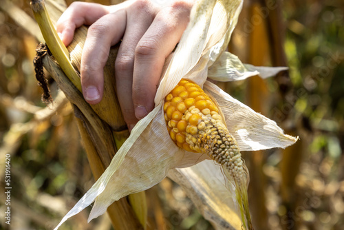 Obraz na płótnie corn cobs withered due to drought w salonie