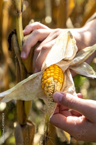 Obraz na płótnie corn cobs withered due to drought w salonie