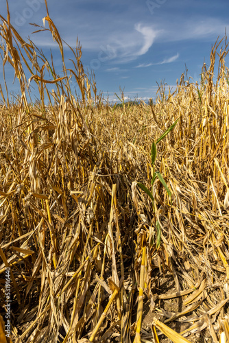 corn cobs withered due to drought