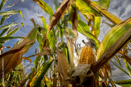 corn cobs withered due to drought