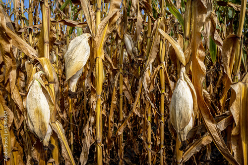corn cobs withered due to drought