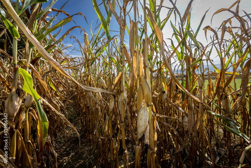 Obraz na płótnie corn cobs withered due to drought w salonie