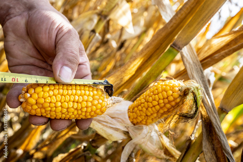 Obraz na płótnie corn cobs withered due to drought w salonie