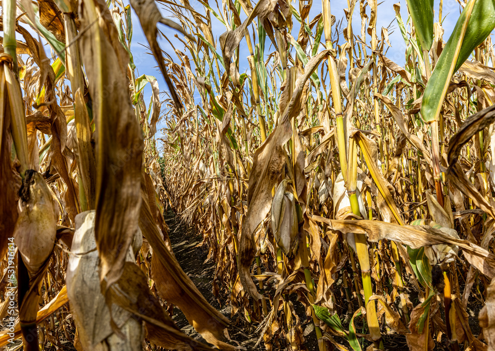 corn cobs withered due to drought