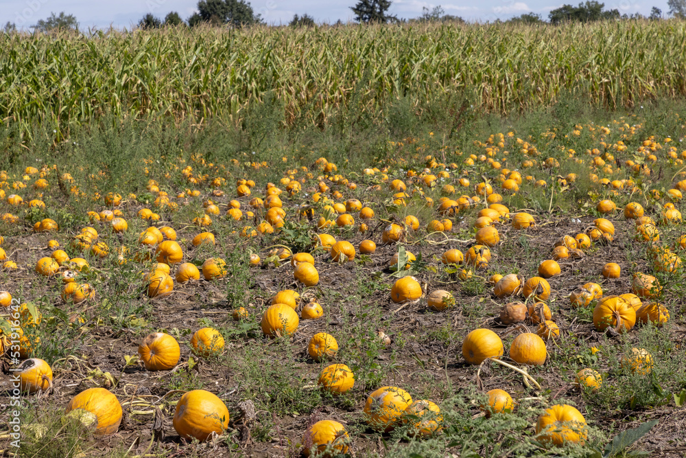 field of pumkins in Styria, Austria
