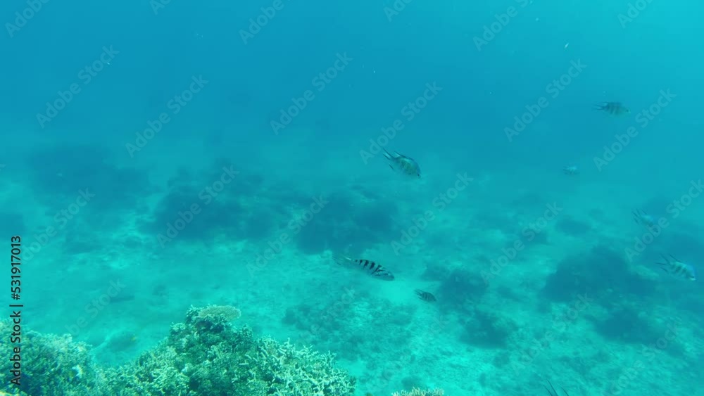 Underwater image of coral reef. Diving. Snorkeling. Underwater image of coral reef. Diving. Snorkeling.