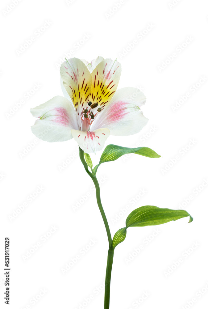 One white and pink flower alstroemeria isolated on white background. Design object, element. for floral elegant wedding card. PNG. DOF. Large Depth of Field, macro studio shot One white and pink flower alstroemeria isolated on white background. Design object, element. for floral elegant wedding card. PNG. DOF. Large Depth of Field, macro studio shot
