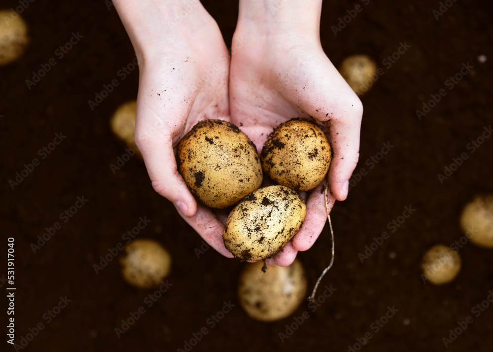 Top view of girl's hands holding heap of fresh raw potatoes harvested. Countryside agricultural bio and eco farming cultivation field concept. Copy space. Top view of girl's hands holding heap of fresh raw potatoes harvested. Countryside agricultural bio and eco farming cultivation field concept. Copy space.