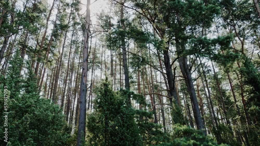 Panning shot of polish boreal forest in pomerania district (pomorskie, Eastern Europe ). Panning shot of polish boreal forest in pomerania district (pomorskie, Eastern Europe ).