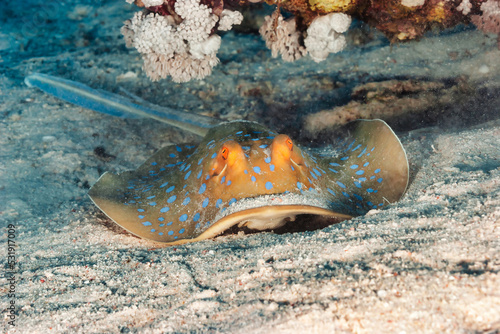 Fotografia Blue spotted stingray (Myliobatoidei) cartilaginous fish on sandy bottom in tropical underwaters