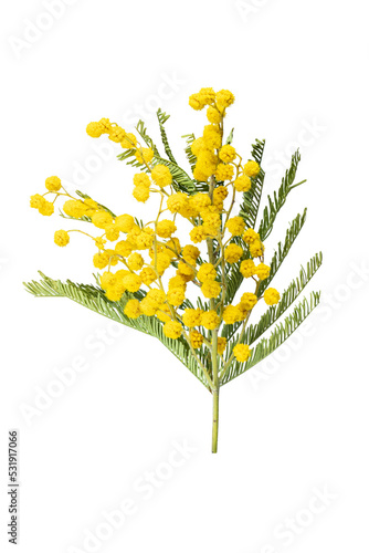 Bouquet of fresh spring yellow flower mimosa isolated on white background, as a gift for Mom's day or Valentine's day. Floral symbol of spring, heat and sun, png, DOF. Shallow depth of field photo
