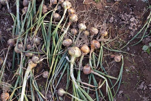 a ripe harvested onion in the field