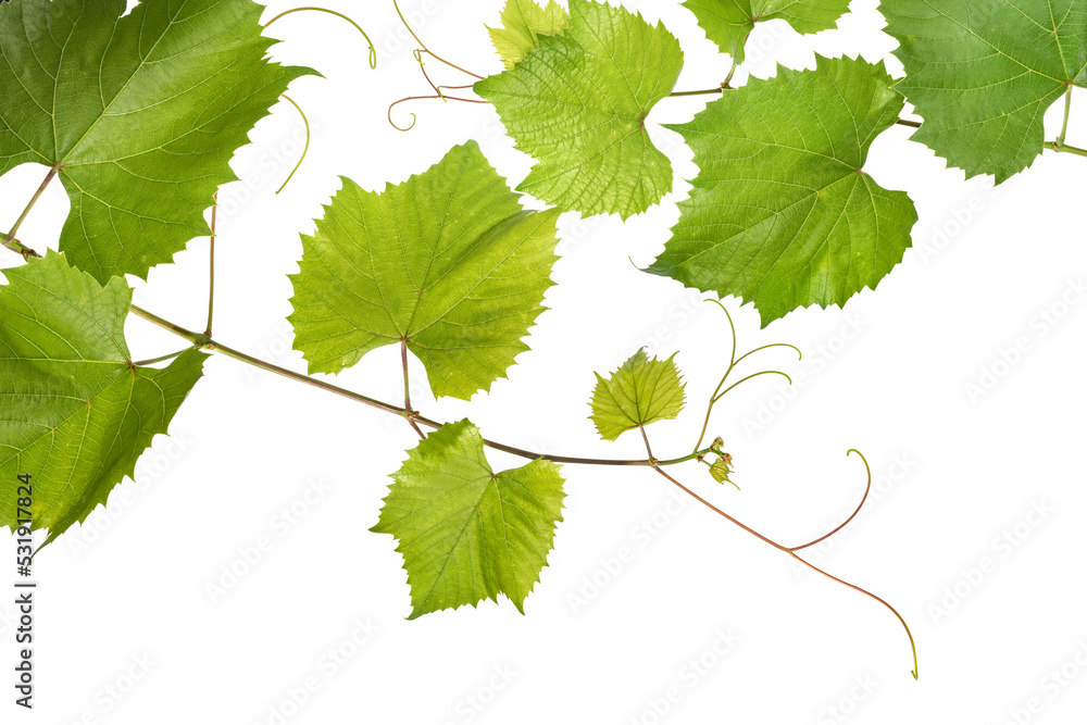 Branches of young grape vine on white background Stock Photo | Adobe Stock