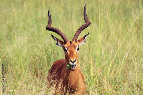 Impala feasting and staring