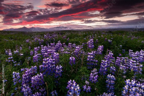 Lupine field in South Iceland. Skaftafell national park
