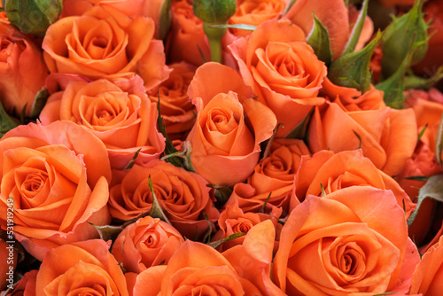 Fototapeta Naklejka Na Ścianę i Meble -  Bunch of fresh orange roses floral background