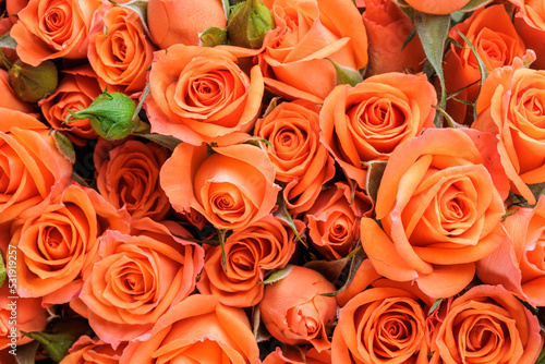 Bunch of fresh orange roses floral background