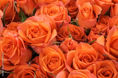 Bunch of fresh orange roses floral background