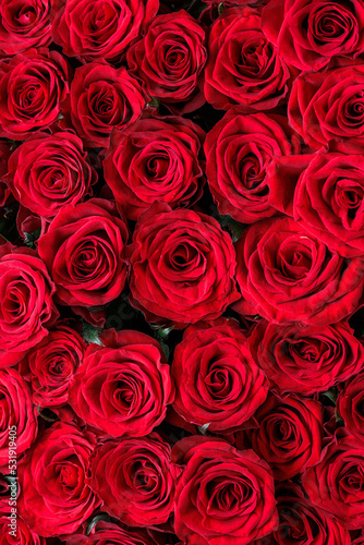 Bunch of fresh deep red roses floral background #531919405