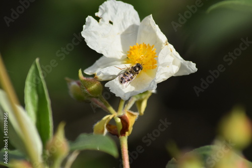 abejas, flores, macro, bonito, naturaleza