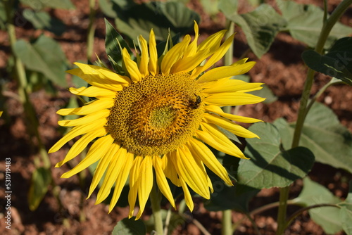 abejas, flores, macro, bonito, naturaleza
