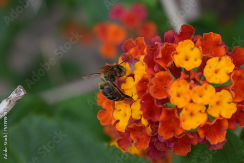 abejas, flores, macro, bonito, naturaleza