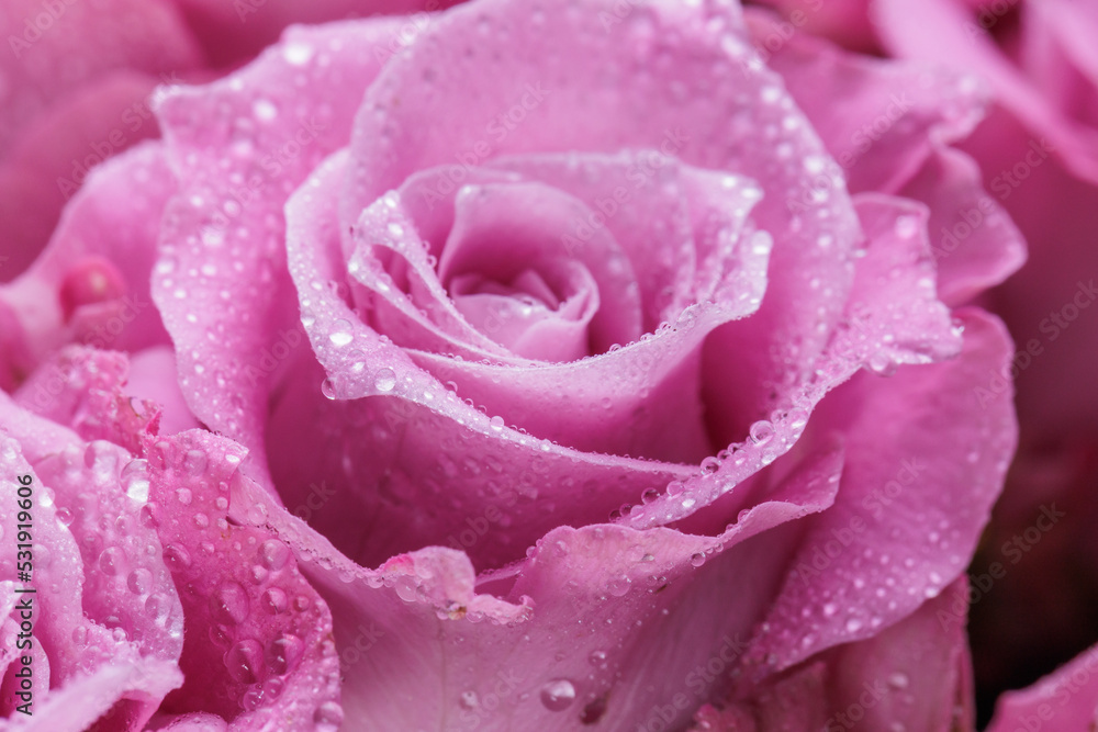 Bunch of fresh light magenta roses floral background Bunch of fresh light magenta roses floral background