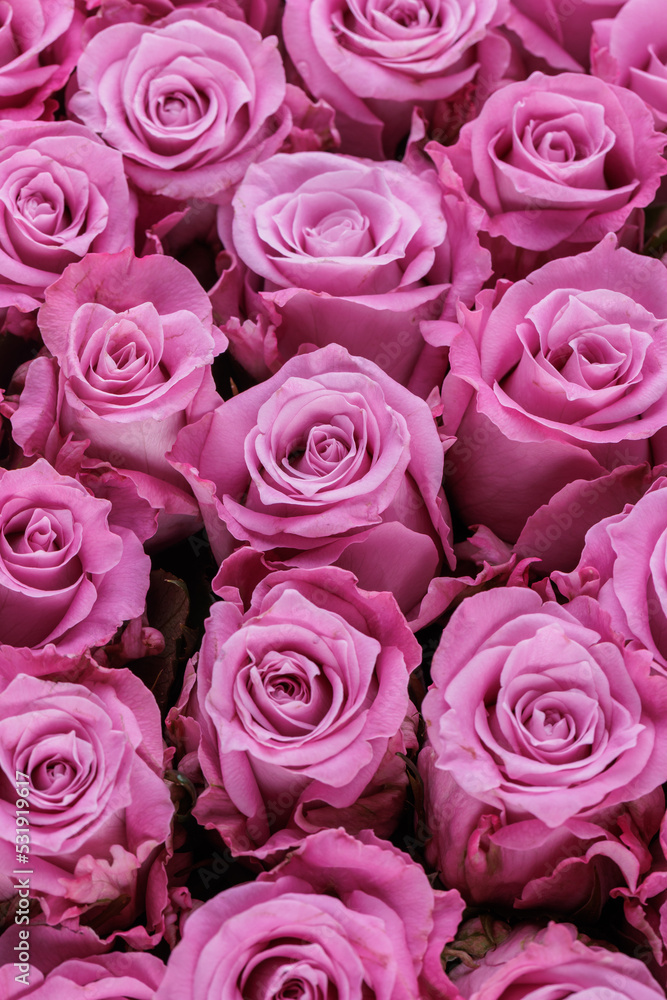 Bunch of fresh light magenta roses floral background Bunch of fresh light magenta roses floral background