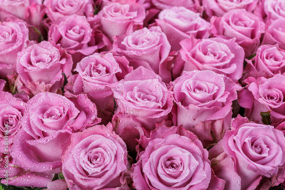Bunch of fresh light magenta roses floral background Bunch of fresh light magenta roses floral background