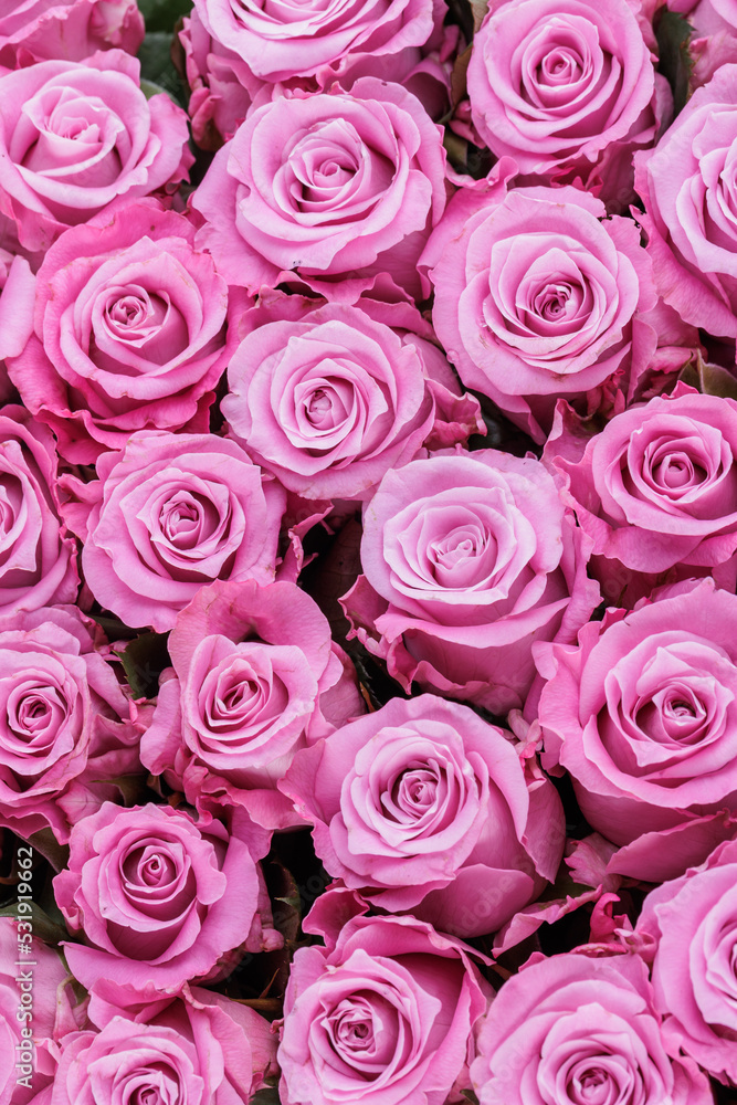 Bunch of fresh light magenta roses floral background