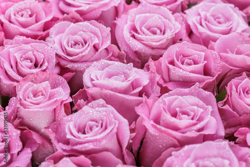 Fototapeta Naklejka Na Ścianę i Meble -  Bunch of fresh light magenta roses floral background