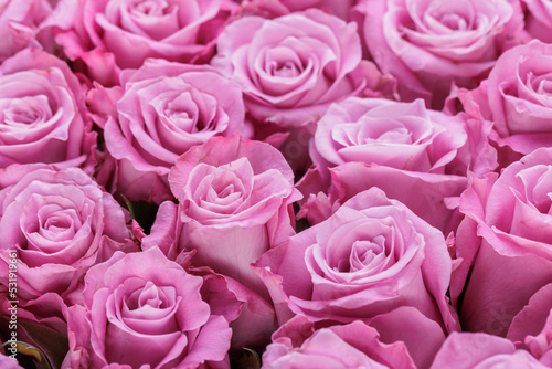 Wallpaper Mural Bunch of fresh light magenta roses floral background Torontodigital.ca