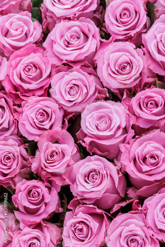 Bunch of fresh light magenta roses floral background © SOLOTU