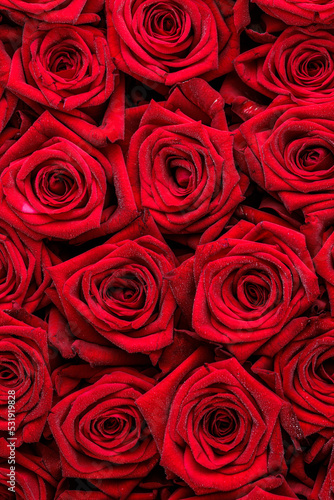 Bunch of fresh red roses floral background