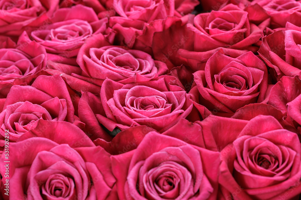 Bunch of fresh magenta roses floral background Bunch of fresh magenta roses floral background
