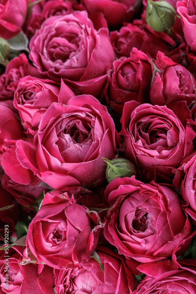 Bunch of fresh magenta roses floral background Bunch of fresh magenta roses floral background